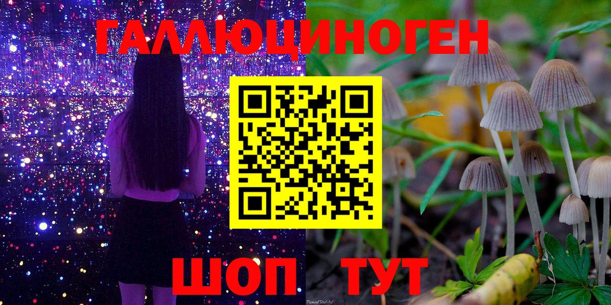 Псилоцибиновые грибы Cubensis Полысаево